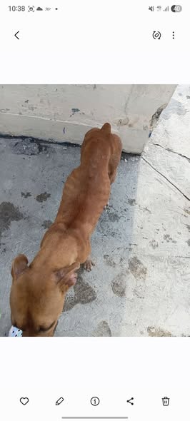 Dog sighting photo