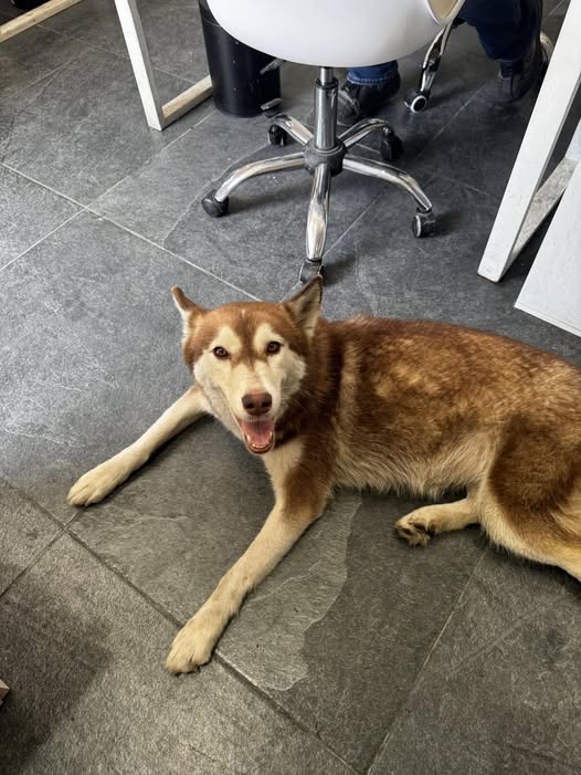 Foto del avistamiento de perro