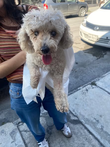 Foto del avistamiento de perro
