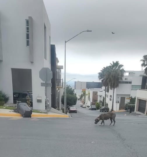 Dog sighting photo
