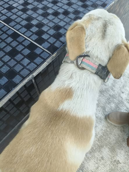 Dog sighting photo