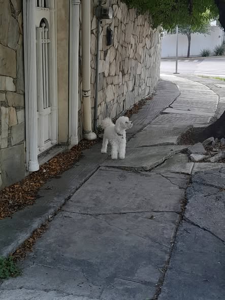 Foto del avistamiento de perro