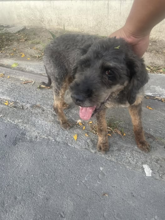 Dog sighting photo