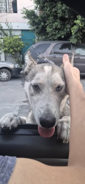 Dog sighting photo