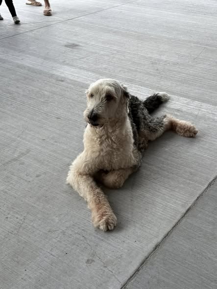 Foto del avistamiento de perro