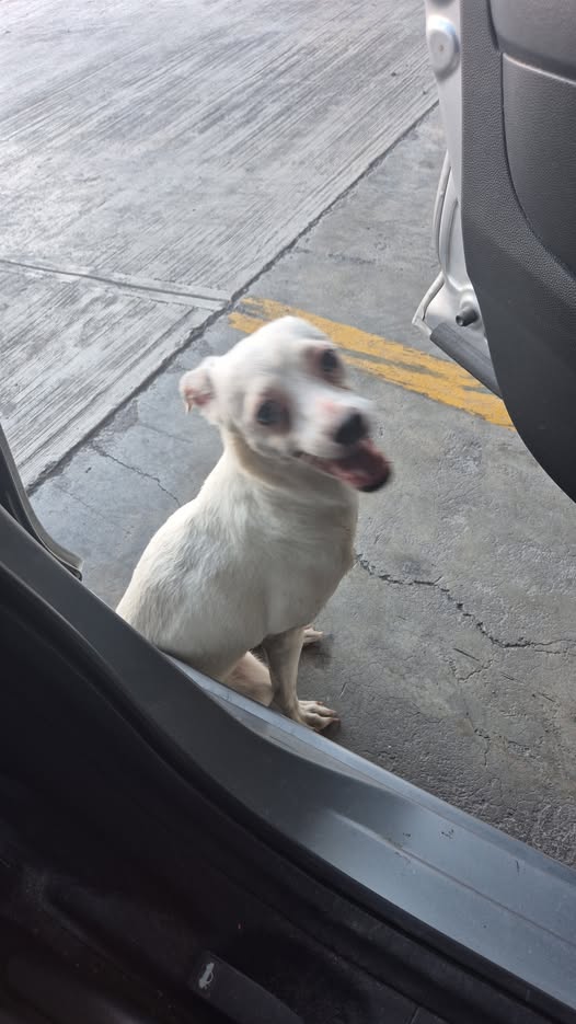 Foto del avistamiento de perro