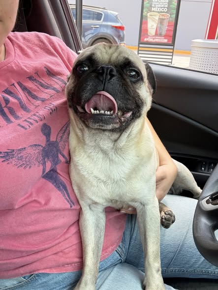Dog sighting photo
