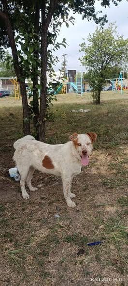 Dog sighting photo