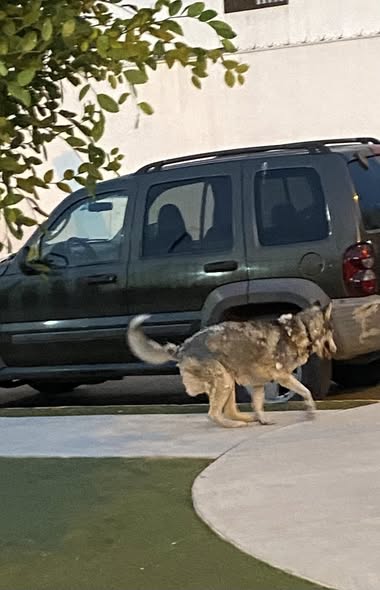Dog sighting photo