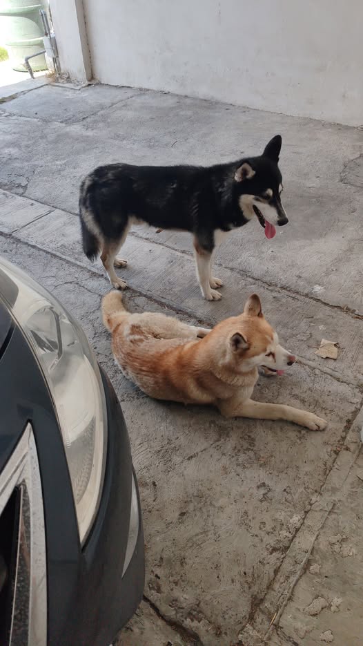 Dog sighting photo