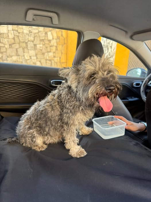 Dog sighting photo