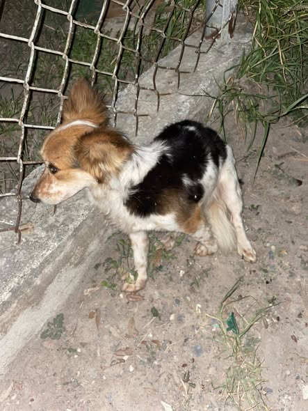 Dog sighting photo