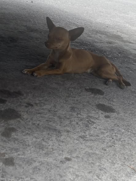 Foto del avistamiento de perro