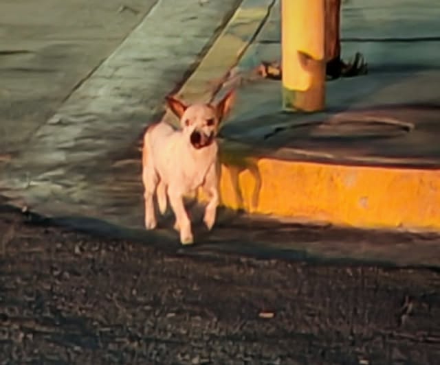 Foto del avistamiento de perro