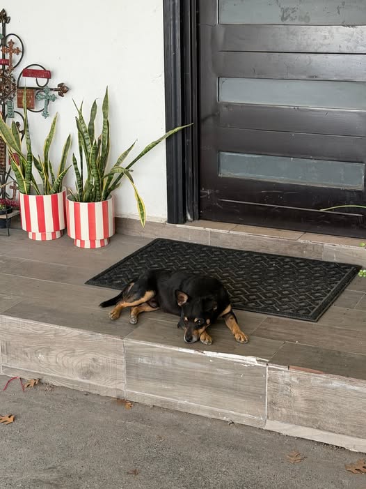 Dog sighting photo