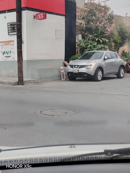 Foto del avistamiento de perro