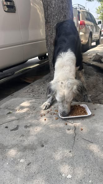 Dog sighting photo