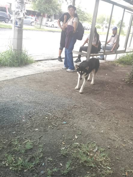 Dog sighting photo