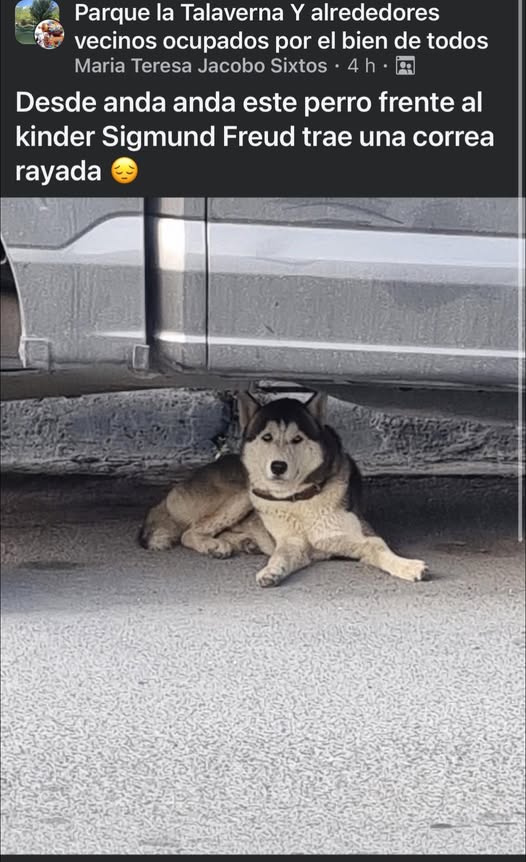 Foto del avistamiento de perro