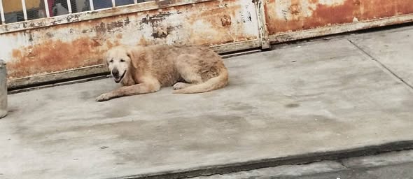 Dog sighting photo
