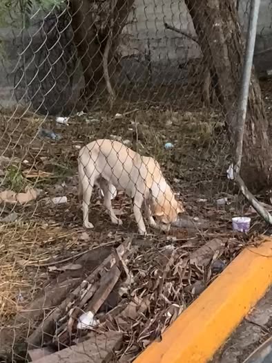 Foto del avistamiento de perro