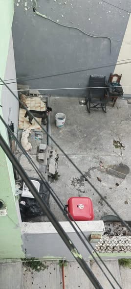 Dog sighting photo
