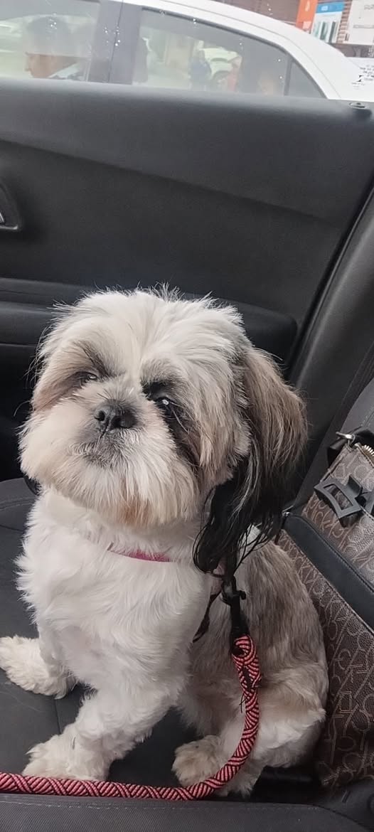 Foto del avistamiento de perro