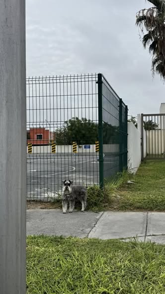 Foto del avistamiento de perro