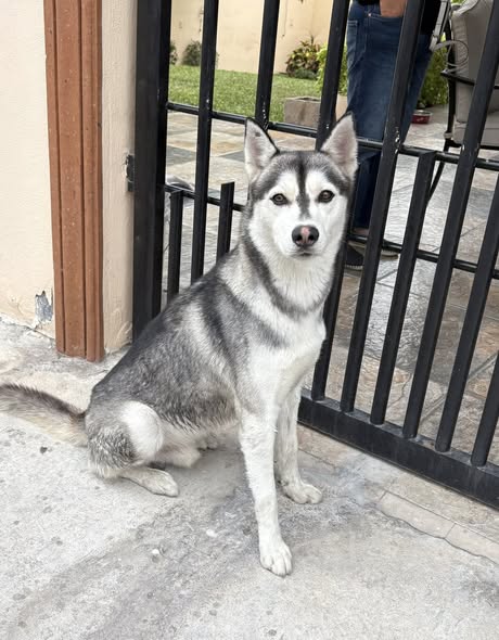 Foto del avistamiento de perro