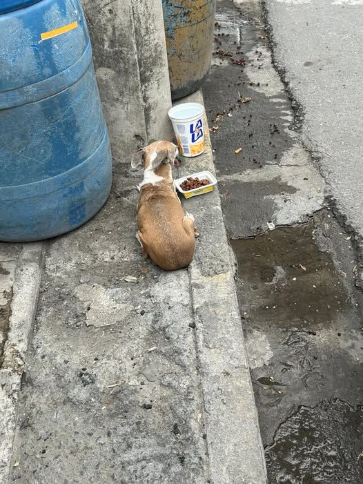 Dog sighting photo
