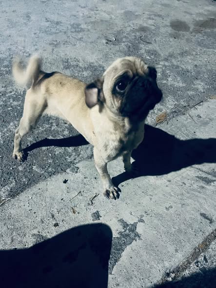 Dog sighting photo
