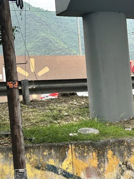 Foto del avistamiento de perro
