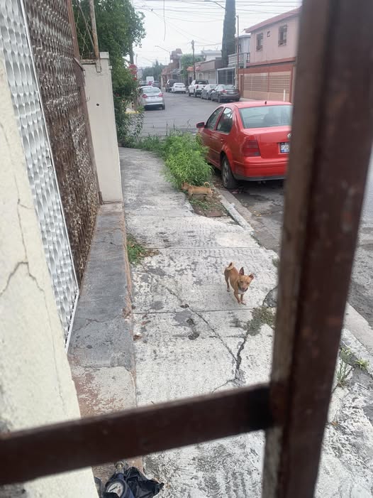 Foto del avistamiento de perro