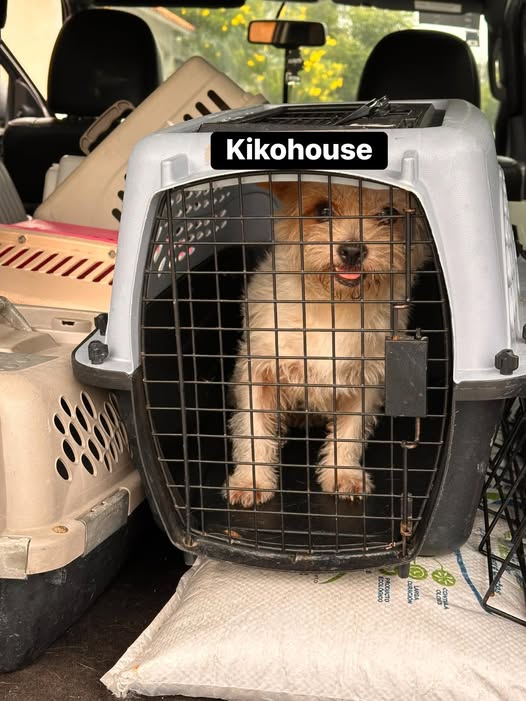 Foto del avistamiento de perro