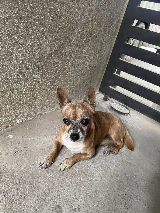Foto del avistamiento de perro