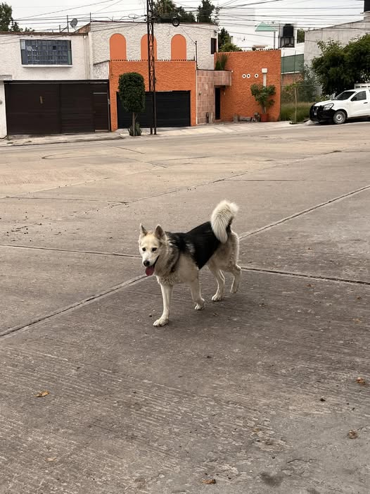 Foto del avistamiento de perro