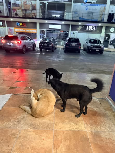 Foto del avistamiento de perro