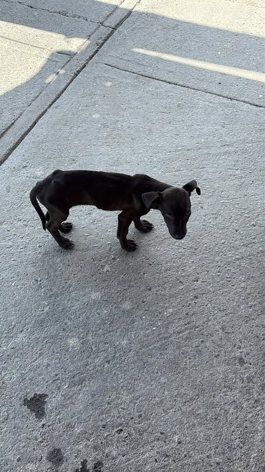 Foto del avistamiento de perro
