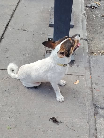Dog sighting photo