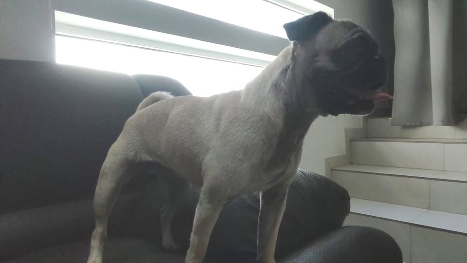 Foto del avistamiento de perro