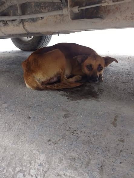Dog sighting photo