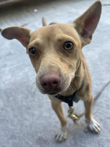 Dog sighting photo