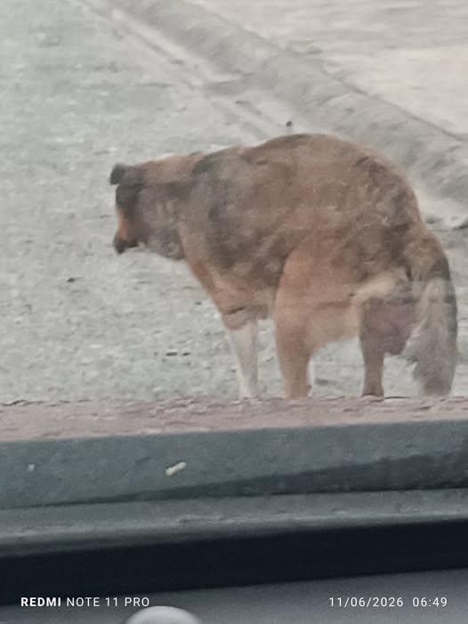 Foto del avistamiento de perro