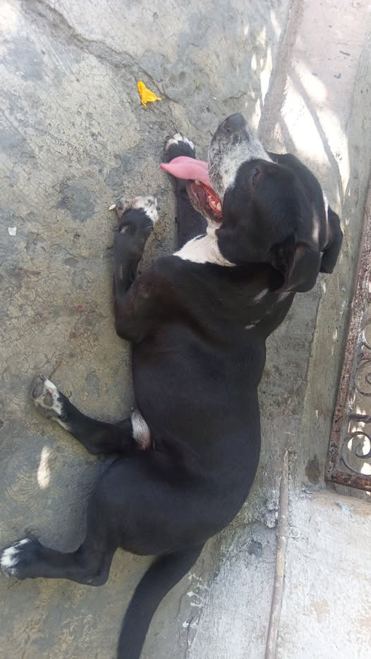 Foto del avistamiento de perro