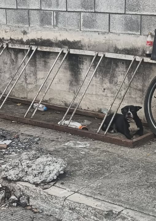 Foto del avistamiento de perro