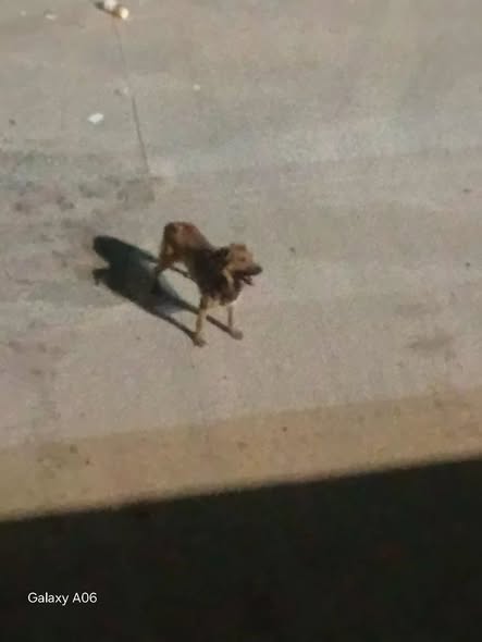 Foto del avistamiento de perro