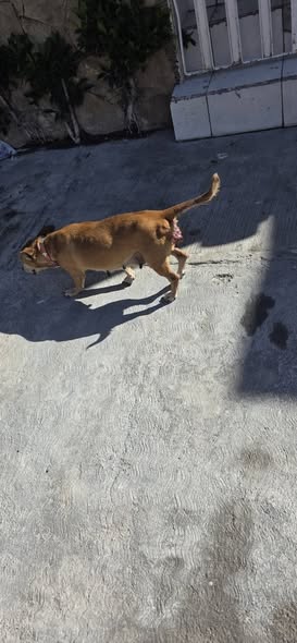 Foto del avistamiento de perro
