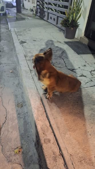 Foto del avistamiento de perro