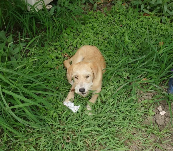Foto del avistamiento de perro