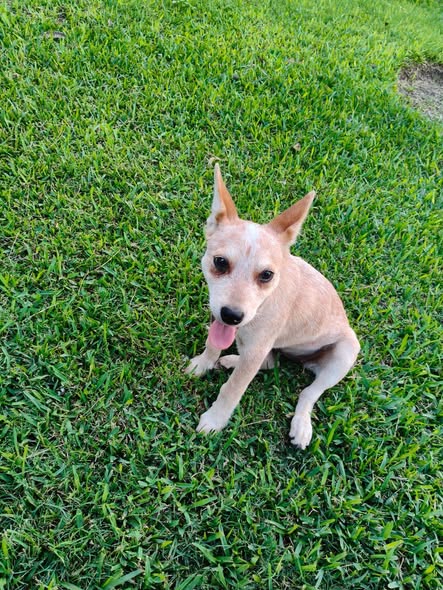 Foto del avistamiento de perro